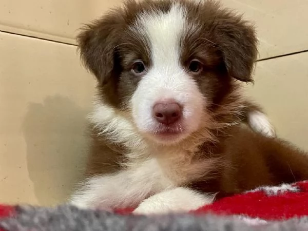 Cuccioli di altissima genealogia Border Collie | Foto 3