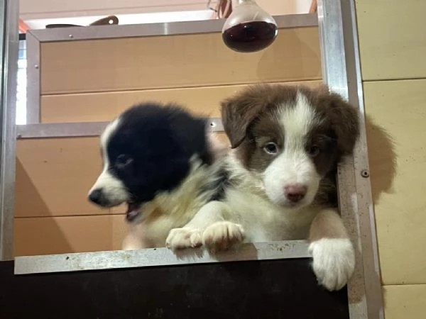 Cuccioli di altissima genealogia Border Collie | Foto 2