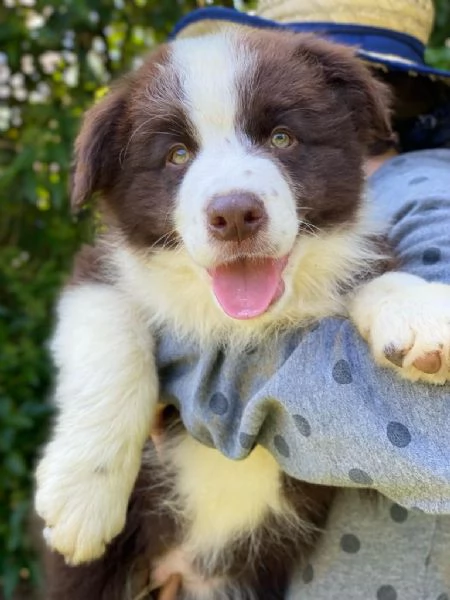 Cuccioli di altissima genealogia Border Collie | Foto 1