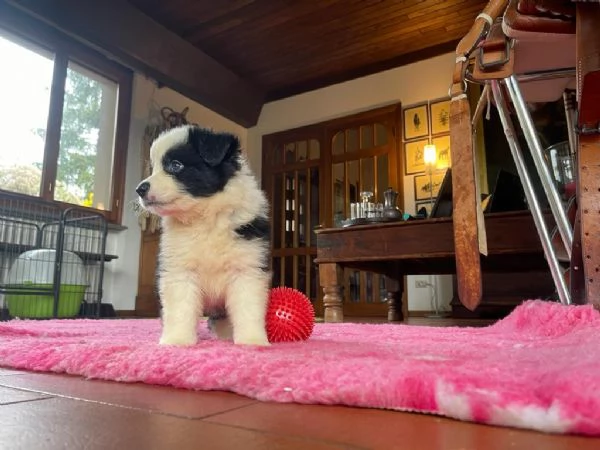 Cuccioli di altissima genealogia Border Collie | Foto 0