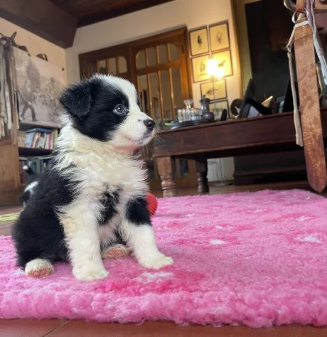 Cuccioli di alta genealogia | Foto 2