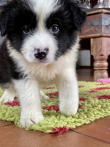 Cuccioli di alta genealogia | Foto 1