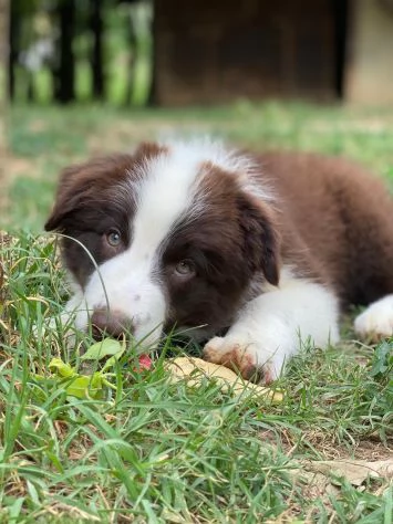 Cuccioli di alta genealogia | Foto 0