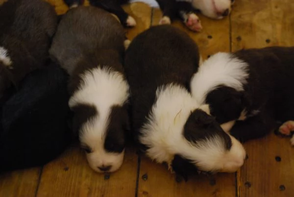 Nuova cucciolata di Border Collie | Foto 2