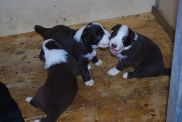 Nuova cucciolata di Border Collie | Foto 0