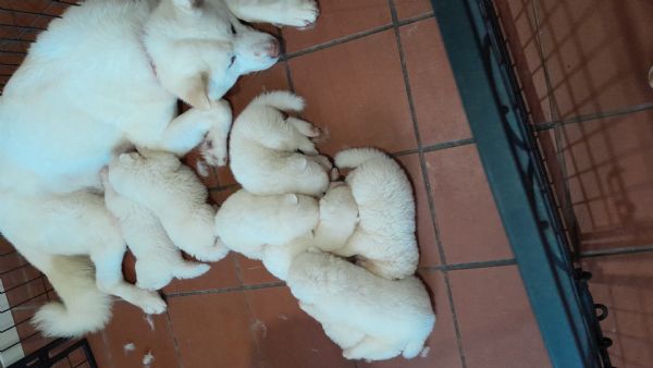 Cuccioli Akita inu | Foto 1