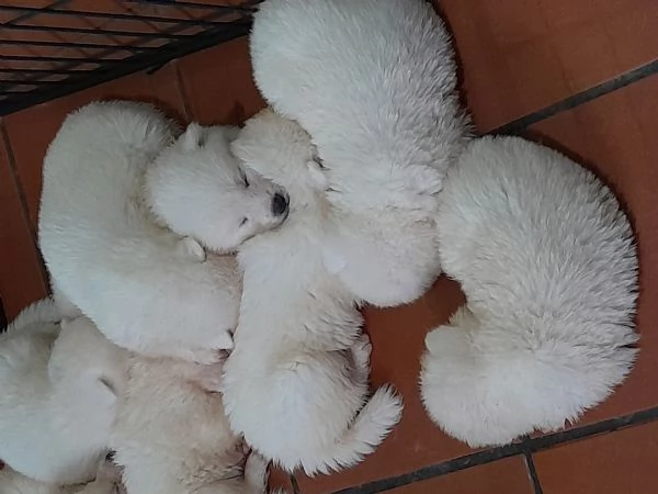 Cuccioli Akita inu