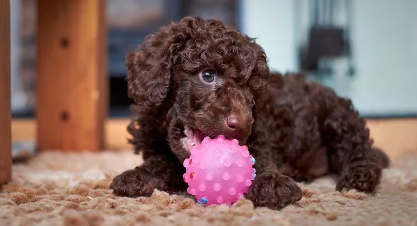 BARBONCINO TOY & BARBONCINI NANI CHOCO cuccioli da 70 euro al mese