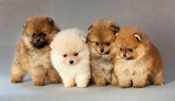 VOLPINI SPITZ di POMERANIA NANI cuccioli da 60 euro al mese