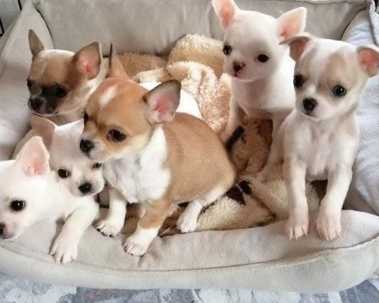 CHIHUAHUA TOY cuccioli da 70 euro al mese