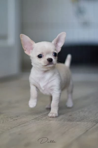 CHIHUAHUA TOY cuccioli da 70 euro al mese | Foto 1