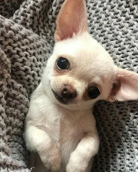 CHIHUAHUA TOY CUCCIOLI DA 50 euro al mese