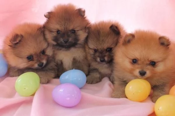 VOLPINI SPITZ DI POMERANIA CUCCIOLI DA 60 EURO AL MESE