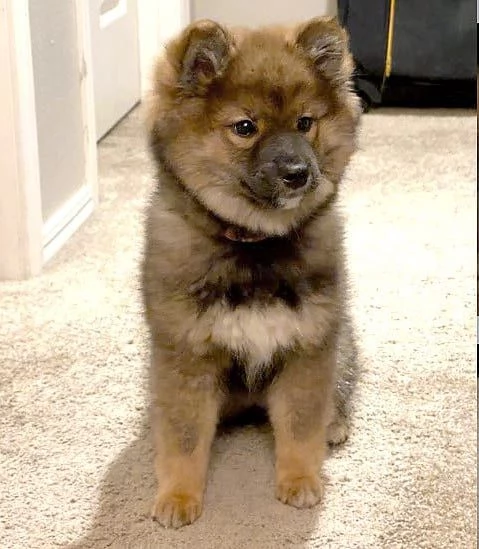 SHIBA INU CUCCIOLI PELO LUNGO da 60 € al mese