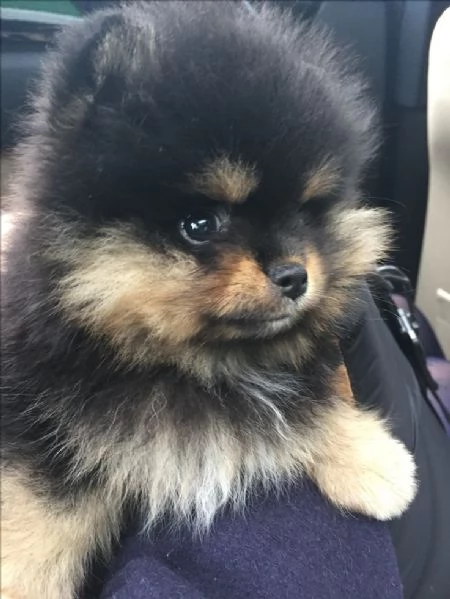 VOLPINI SPITZ DI POMERANIA CUCCIOLI BLACK E TAN cuccioli