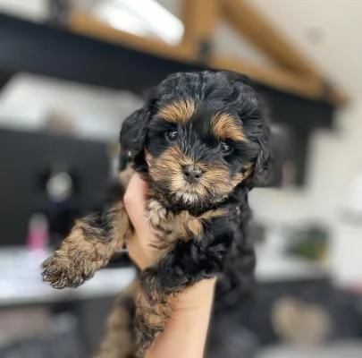 MALTIPOO CUCCIOLI CHOCO da 60€ euro al mese