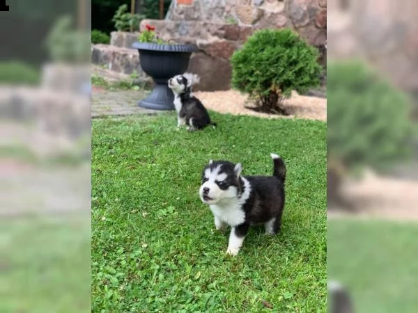 siberian husky cuccioli in vendita