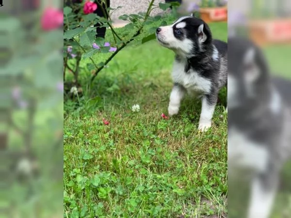 siberian husky cuccioli in vendita | Foto 2