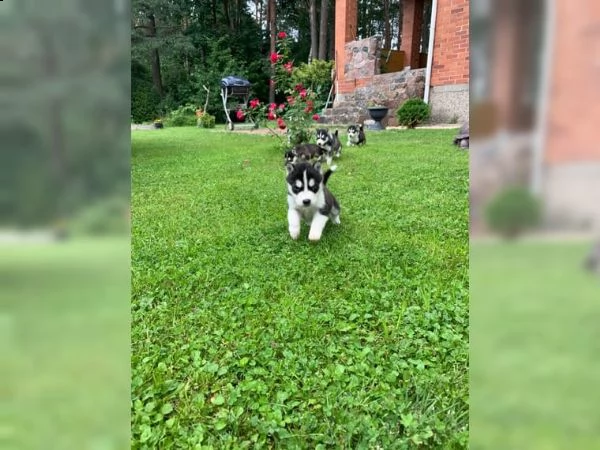 siberian husky cuccioli in vendita | Foto 0