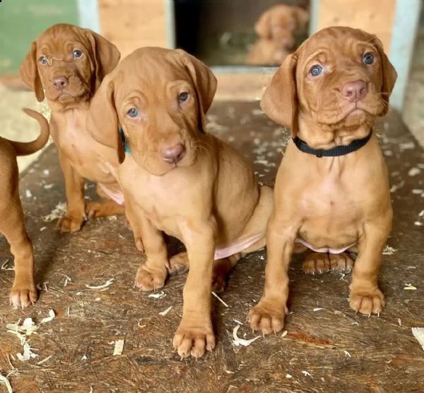 vizsla ungherese  pronto ad andare | Foto 0