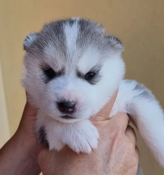 Cuccioli di Husky | Foto 5