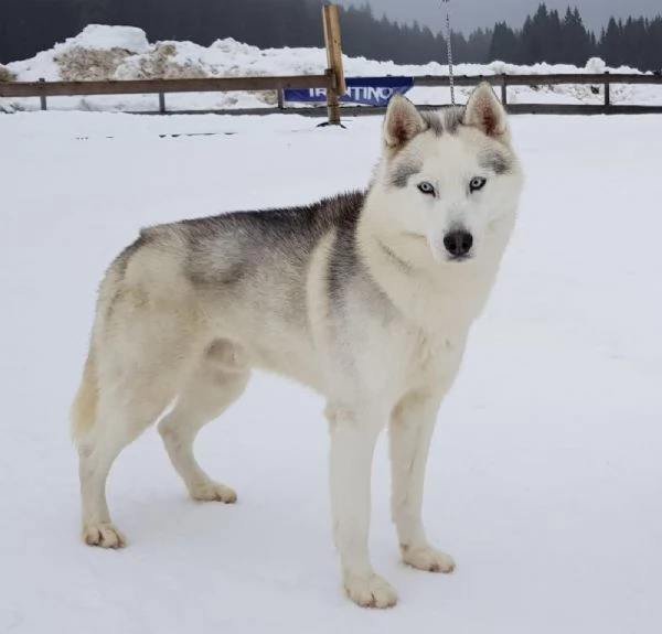 Cuccioli di Husky | Foto 3