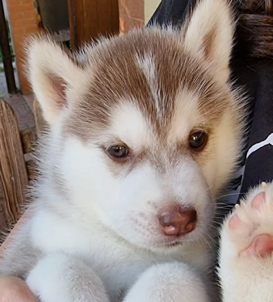 Cuccioli di Husky | Foto 1