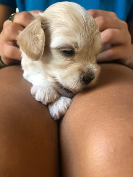 Cuccioli di Maltipoo prenotabili | Foto 7