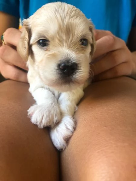 Cuccioli di Maltipoo prenotabili | Foto 4