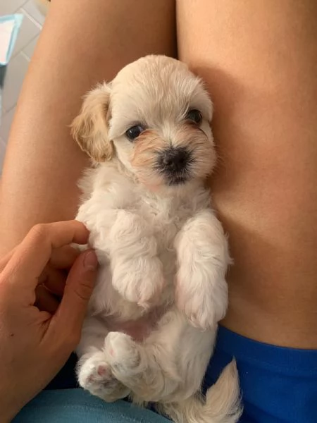 Cuccioli di Maltipoo prenotabili | Foto 3