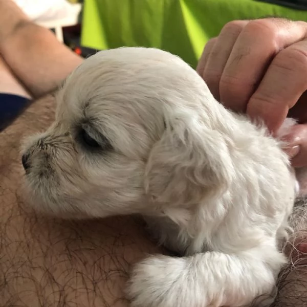 Cuccioli di Maltipoo prenotabili | Foto 2