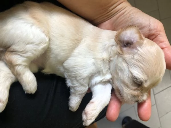 Cuccioli di Maltipoo prenotabili | Foto 1