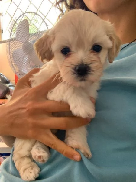 Cuccioli di Maltipoo prenotabili