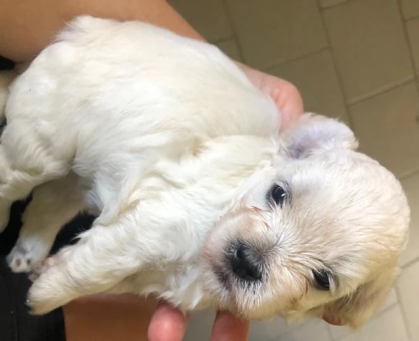 Cuccioli di Maltipoo prenotabili | Foto 0