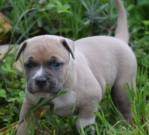 Amstaff cuccioli  | Foto 2