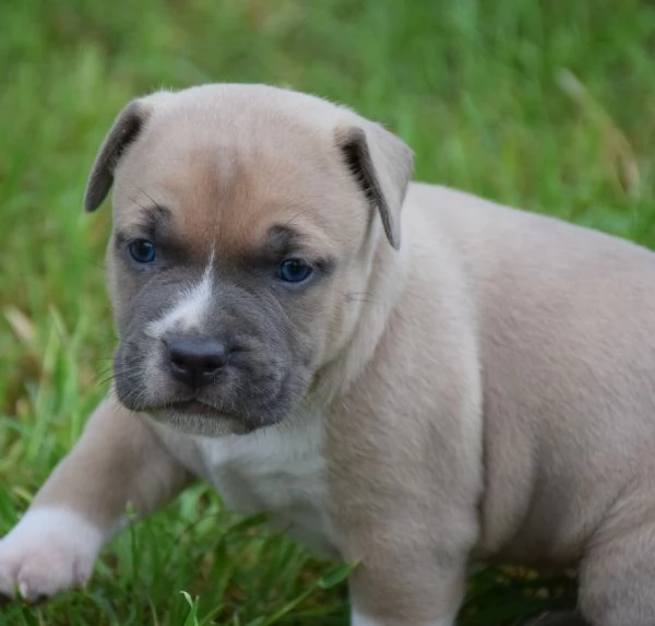 Amstaff cuccioli 