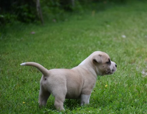 Amstaff cuccioli  | Foto 0