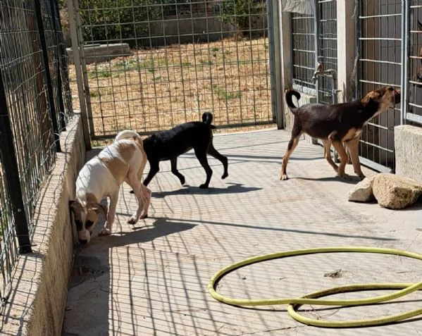 cooper stupendo cucciolo 3 mesi circa in adozione | Foto 4