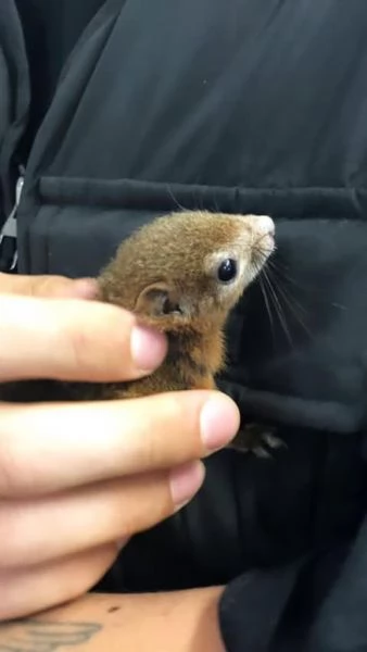 Meravigliosi cuccioli di scoiattoli Finlaysonii 