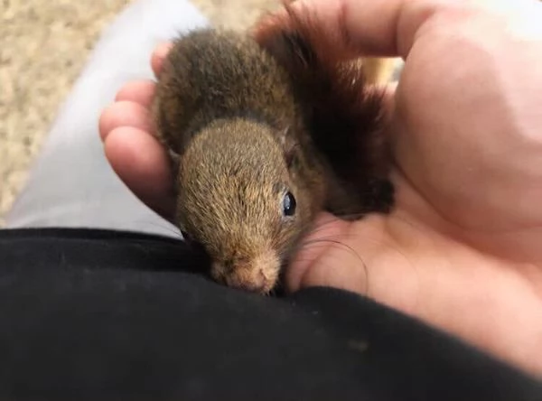 Meravigliosi cuccioli di scoiattoli Finlaysonii  | Foto 3