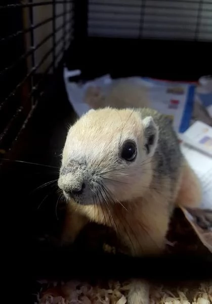 Meravigliosi cuccioli di scoiattoli Finlaysonii  | Foto 1